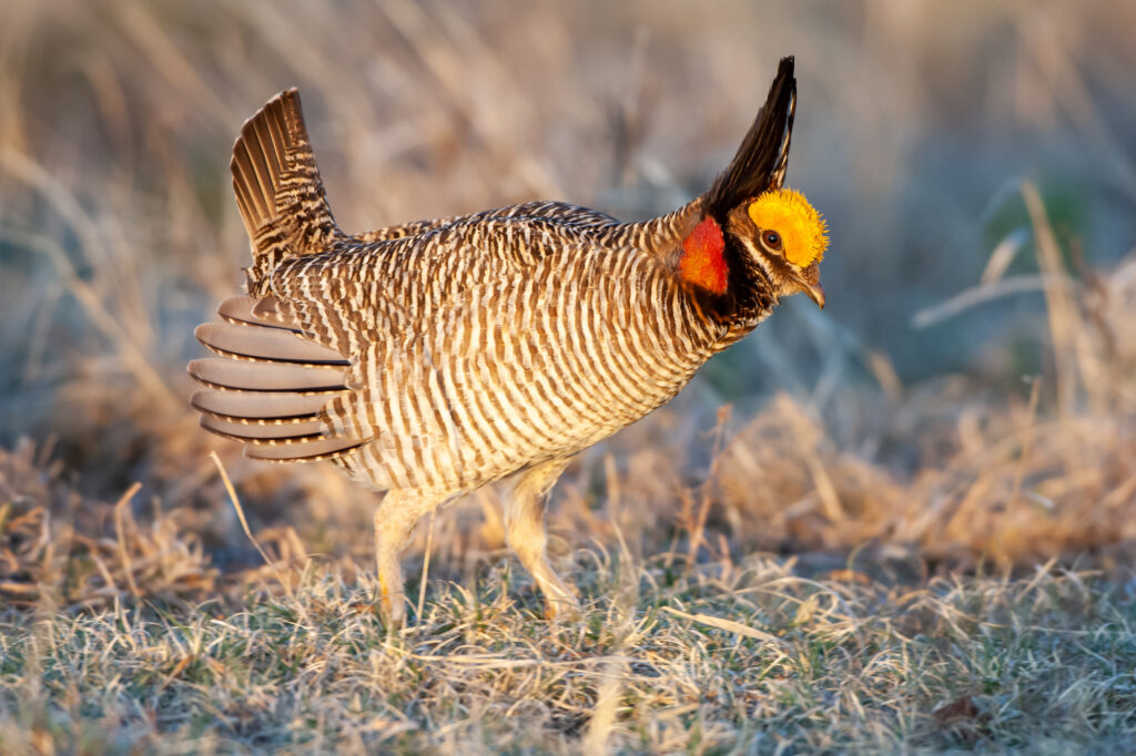 Lesser-Prairie Chicken New mexico CRELA renewable energy endangered species